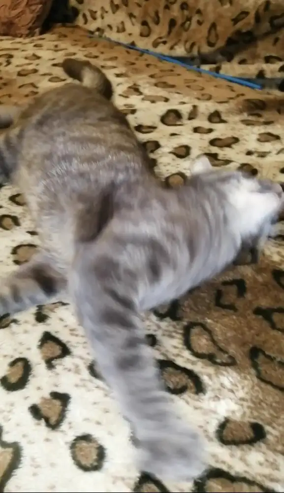 Коту очень понравилось, рекомендую😄