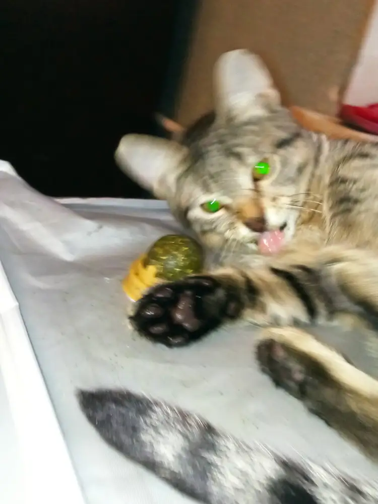 Котёнку полгода, ему очень понравилось, у него слюни текут, не опасна ли эта игруха?