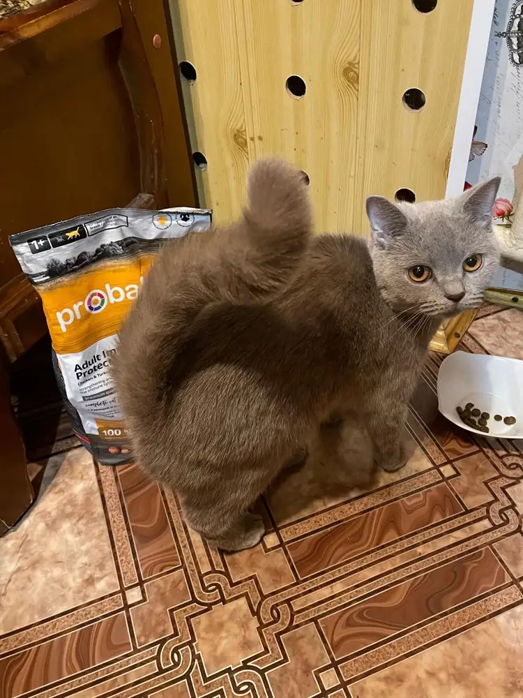 Пользуюсь кормом этого бренда около 6 месяцев. Покупаю разные вкусы и смешиваю. Перешли на этот корм с Пурины. Коты породистые и привередливые, но едят. У этого корма крупноваты гранулы. Хорошо подойдёт для мейнкуна. Корм рекомендую.