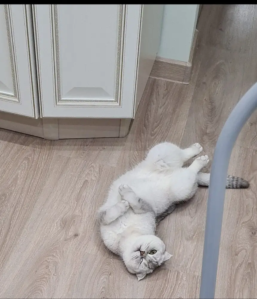 Кот ест хорошо, лучше чем Хилс.