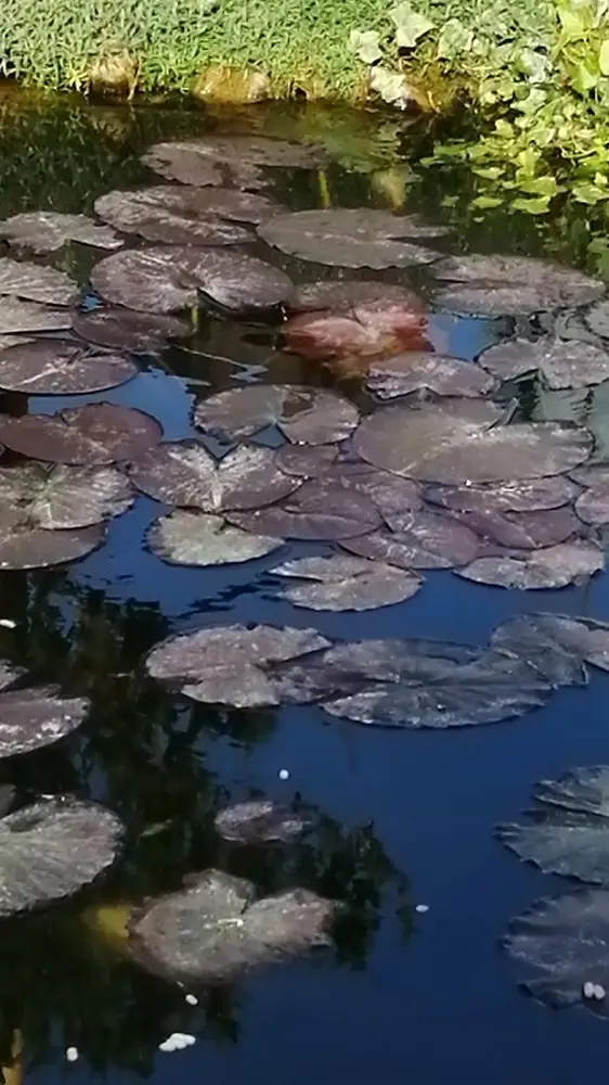 Средство отличное. Вода сразу светлее стала. Буду ещё брать.