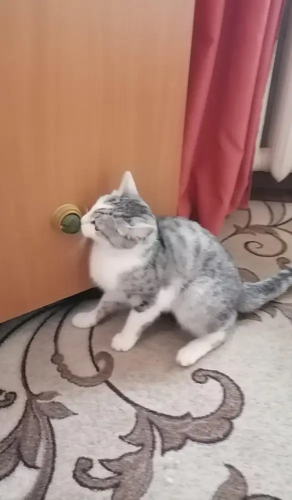 Игрушка отличная. Кошка довольна. Спасибо. Продавца рекомендую