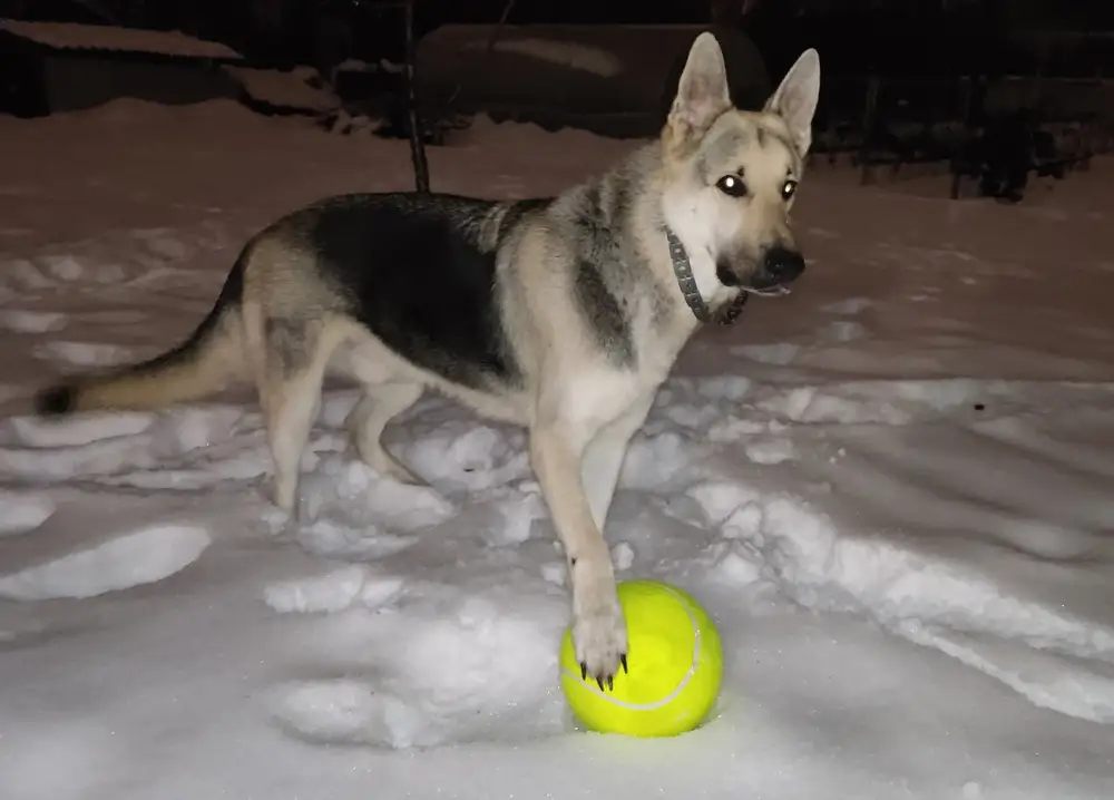 Мяч супер! Прочный. Немного оставили спущенным, чтобы собаке🐕 было удобно приносить его 🥎 Надеюсь  прослужит долго🙏  Спасибо продавцу! К покупке рекомендую.