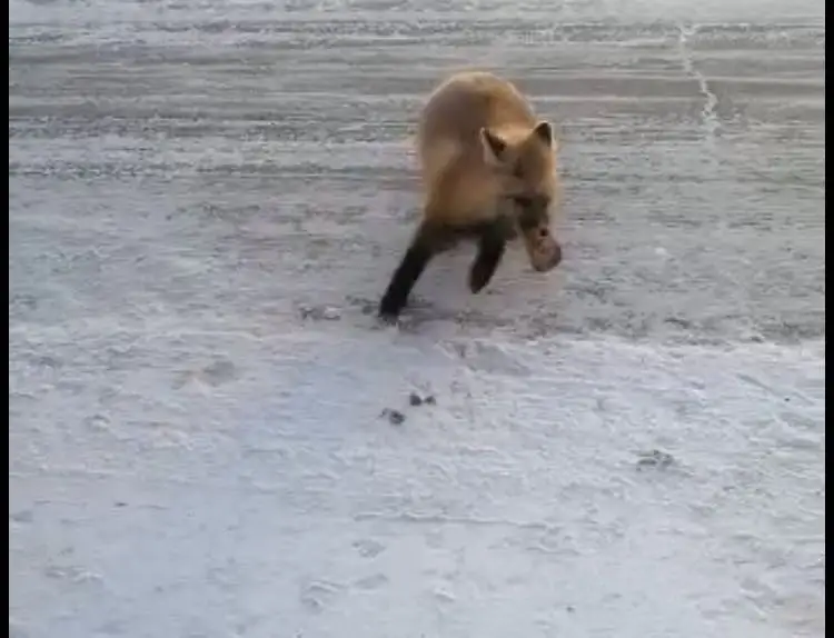 Кошки подошли понюхали и ушли .но лисички на трассе довольны