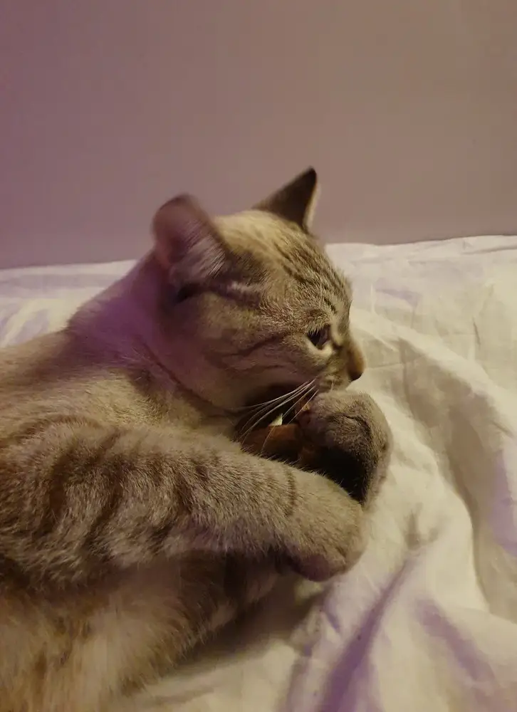 Прикольная игрушка. Деревяшка сыпется, но главное котику нравится!