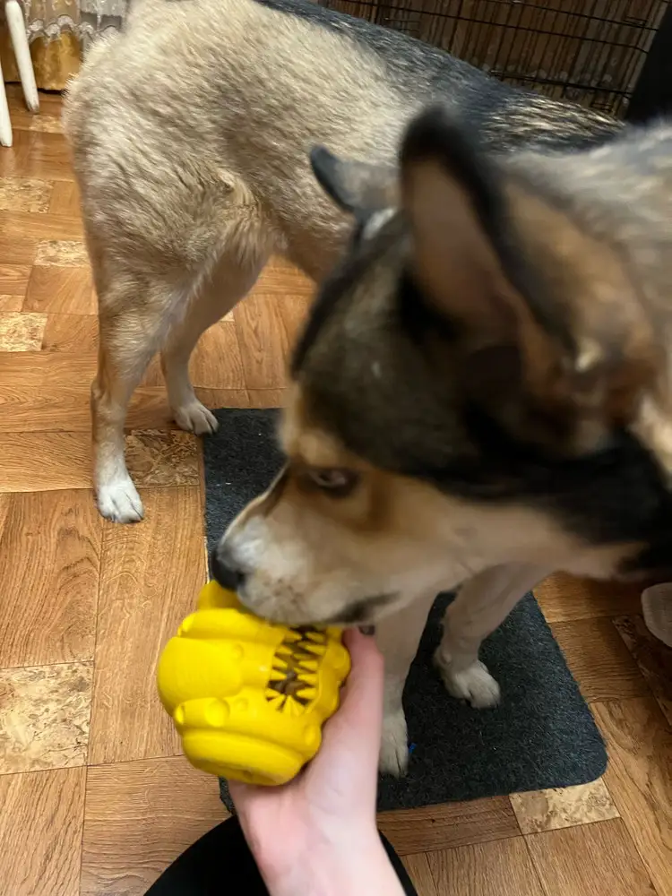 Очень Крутая игрушка, я думаю нам ее надолго хватит❤️🐶