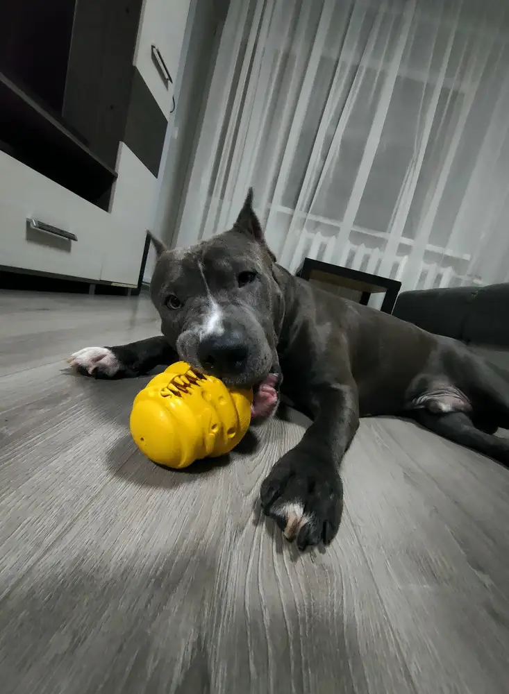 Клиенту понравилось,а самое главное игрушка очень устойчивая к укусам обычно игрушек хватает на пару минут а тут уже два дня играет и особо следов повреждения нету